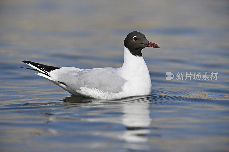 黑头鸥(Larus ridibundus)